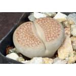 Lithops hallii var. hallii (C94) 2-inch pots