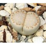 Lithops julii ssp. rouxii (C217) 2-inch pots