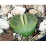 Lithops lesliei var. lesliei ‘Albinica‘ 2-inch pots