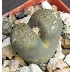 Lithops localis var. terricolor 3-inch pots