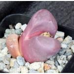 Lithops optica (rubra) 2-inch pots