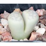Lithops optica (C294) 2-inch pots