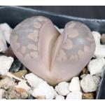 Lithops otzeniana (Cole 128) 2-inch pots