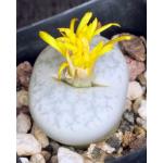 Lithops pseudotruncatella ssp. volkii (C69) 2-inch pots