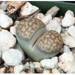 Lithops salicola (maculate form) 2-inch pots