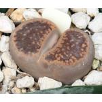 Lithops aucampiae 2-inch pots