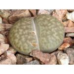 Lithops bromfieldii var. insularis 2-inch pots