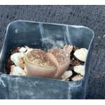 Lithops bromfieldii (C368) 2-inch pots
