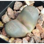 Lithops comptonii  2-inch pots