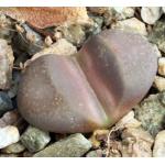 Lithops comptonii (SH 385) 2-inch pots