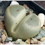 Lithops dinteri var. brevis (C84) 2-inch pots