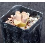 Lithops dinteri var. frederici (C180) 2-inch pots