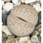 Lithops fulviceps var. lactinea (C222) 2-inch pots