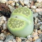 Lithops hallii var. ochracea cv Green Soapstone (C111A) 2-inch p