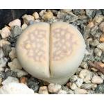 Lithops hallii var. hallii 2-inch pots