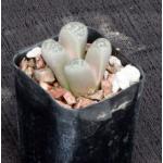 Lithops helmutii 2-inch pots