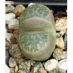 Lithops helmutii (C271) 2-inch pots