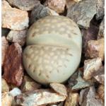 Lithops julii ssp. fulleri 2-inch pots