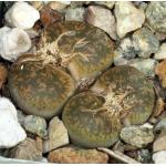 Lithops lesliei var. minor (C6) 2-inch pots