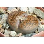 Lithops lesliei var. lesliei 2-inch pots