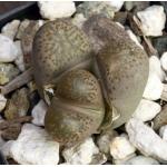 Lithops localis var. terricolor 2-inch pots