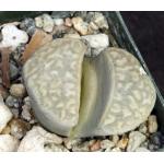 Lithops marmorata 2-inch pots