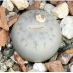 Lithops pseudotruncatella ssp. volkii (C69) 2-inch pots