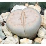 Lithops werneri (C188) 2-inch pots