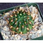 Lobivia aculeata 4-inch pots
