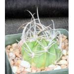 Lobivia ferox 4-inch pots