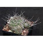Lobivia winteriana 5-inch pots