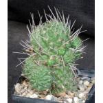Lobivia wrightiana 5-inch pots