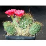 Lobivia aculeata 5-inch pots Lobivia aculeata 5-inch pots