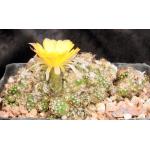 Lobivia arachnacantha var. densiseta one-gallon pots