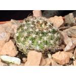 Lobivia arachnacantha var. densiseta 3-inch pots