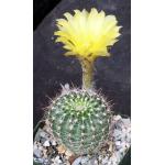 Lobivia aurea ssp. sierragrandiensis 4-inch pots Lobivia aurea ssp. sierragrandiensis 4-inch pots