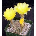 Lobivia aurea ssp. sierragrandiensis 4-inch pots