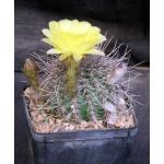 Lobivia aurea ssp. sierragrandiensis 5-inch pots