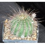Lobivia aurea ssp. sierragrandiensis 5-inch pots