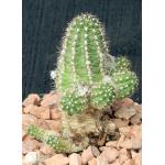 Lobivia cv Rose Quartz 5-inch pots