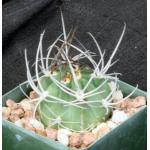 Lobivia ferox 4-inch pots