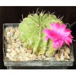 Lobivia longispina 5-inch pots