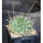 Lobivia longispina 5-inch pots