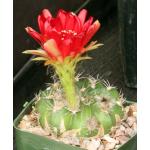 Lobivia pojoensis var. grandiflora 4-inch pots