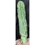 Lophocereus schottii var. monstrosus 2-gallon pots