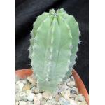 Lophocereus schottii 4-inch pots