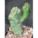 Lophocereus schottii var. monstrosus 5-inch pots