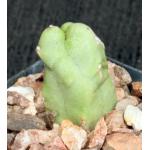 Lophocereus schottii var. monstrosus 2-inch pots