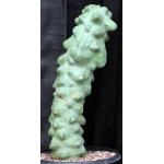 Lophocereus schottii var. monstrosus 3-gallon pots