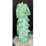 Lophocereus schottii var. monstrosus 8-inch pots